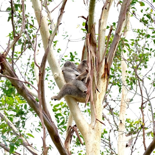 A koala and joey asleep in a tree