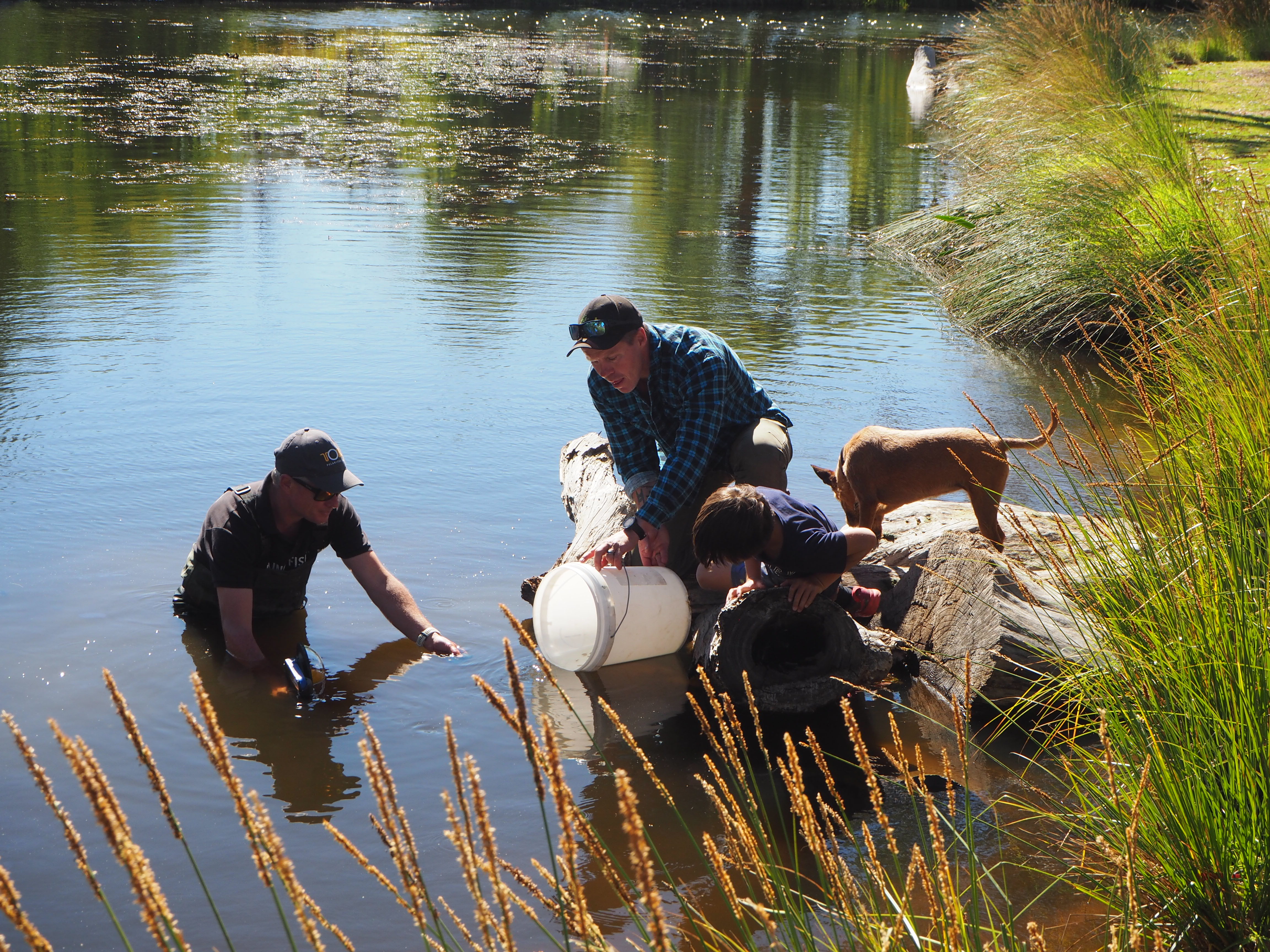 Releasing small-bodied native fish into Deniliquin Lagoons