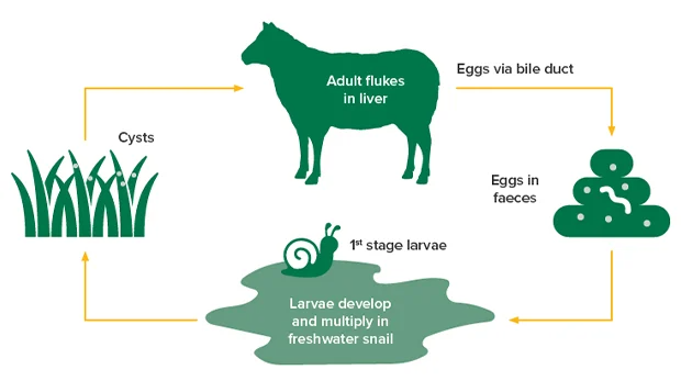 Liver fluke diagram. MLA