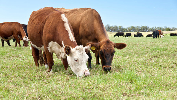 Two cattle grazing