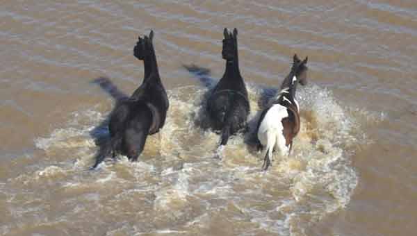 three horses are up their shoulders in flood water, it is an aerial view of them surrounded by flood waters 