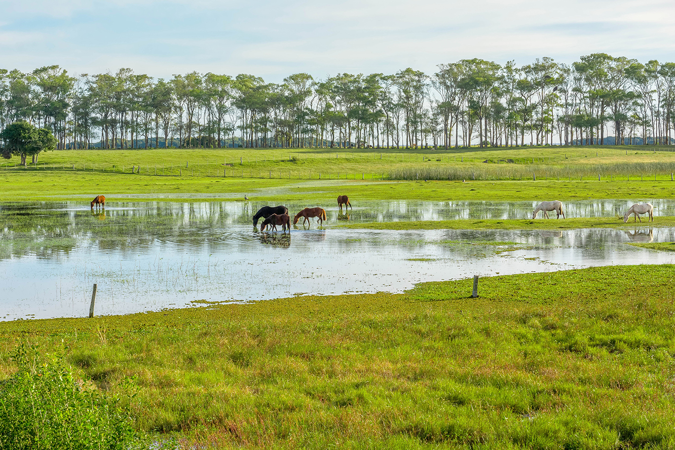 Horses standing in flooded paddock
