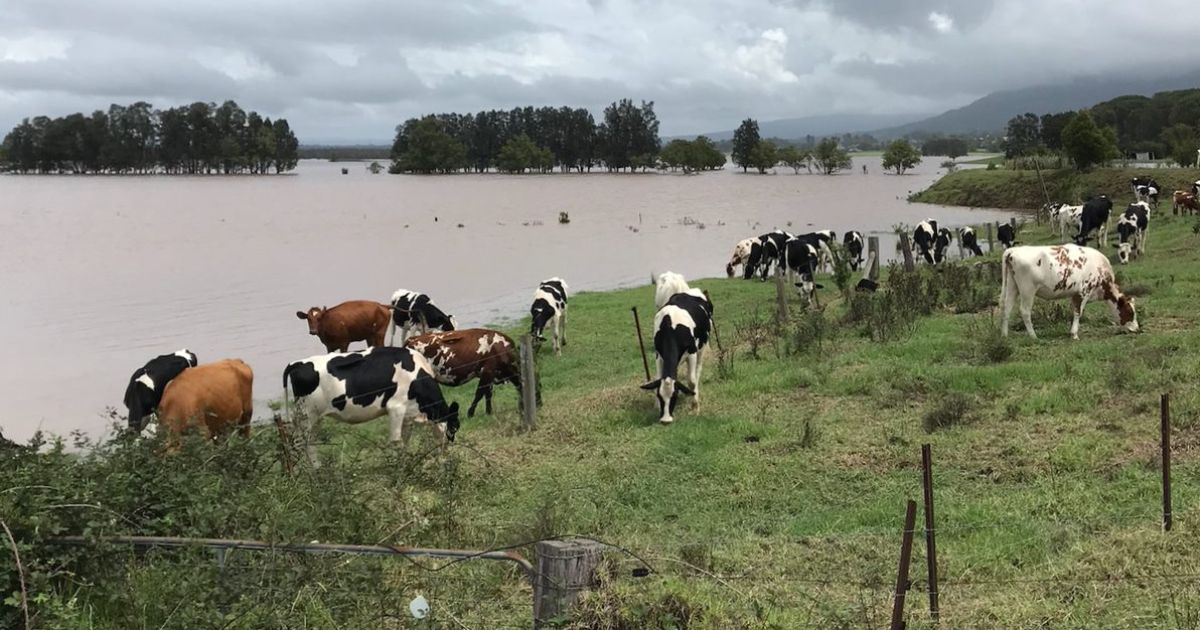 cattle alongside flooded river