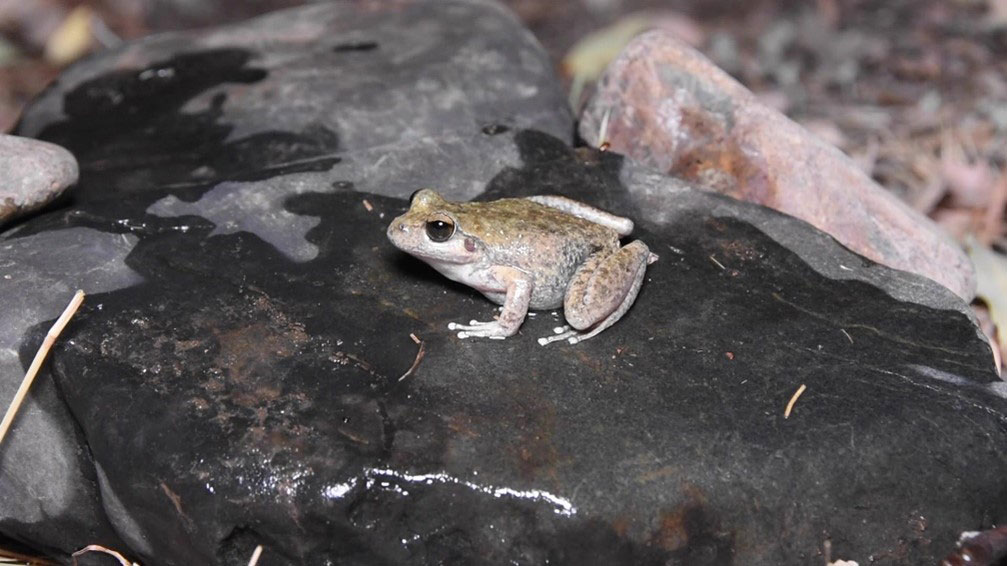 Booroolong Frog sitting on a wet rock