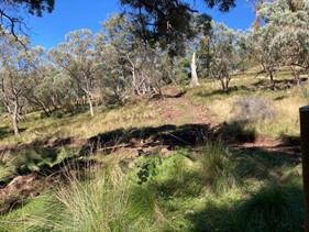 White box country on Coolah Creek 