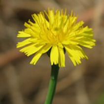 Flatweed flower