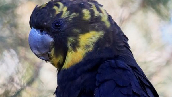 Close up of a Glossy Black Cockatoo