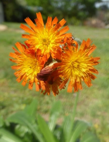 Orange hawkweed