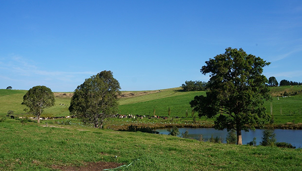 Green paddock with a few trees and a hill. A dam filled with water nests in the middle.