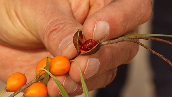 a hand holding a plant with orange berries on it