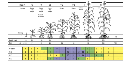 chart of crop growth