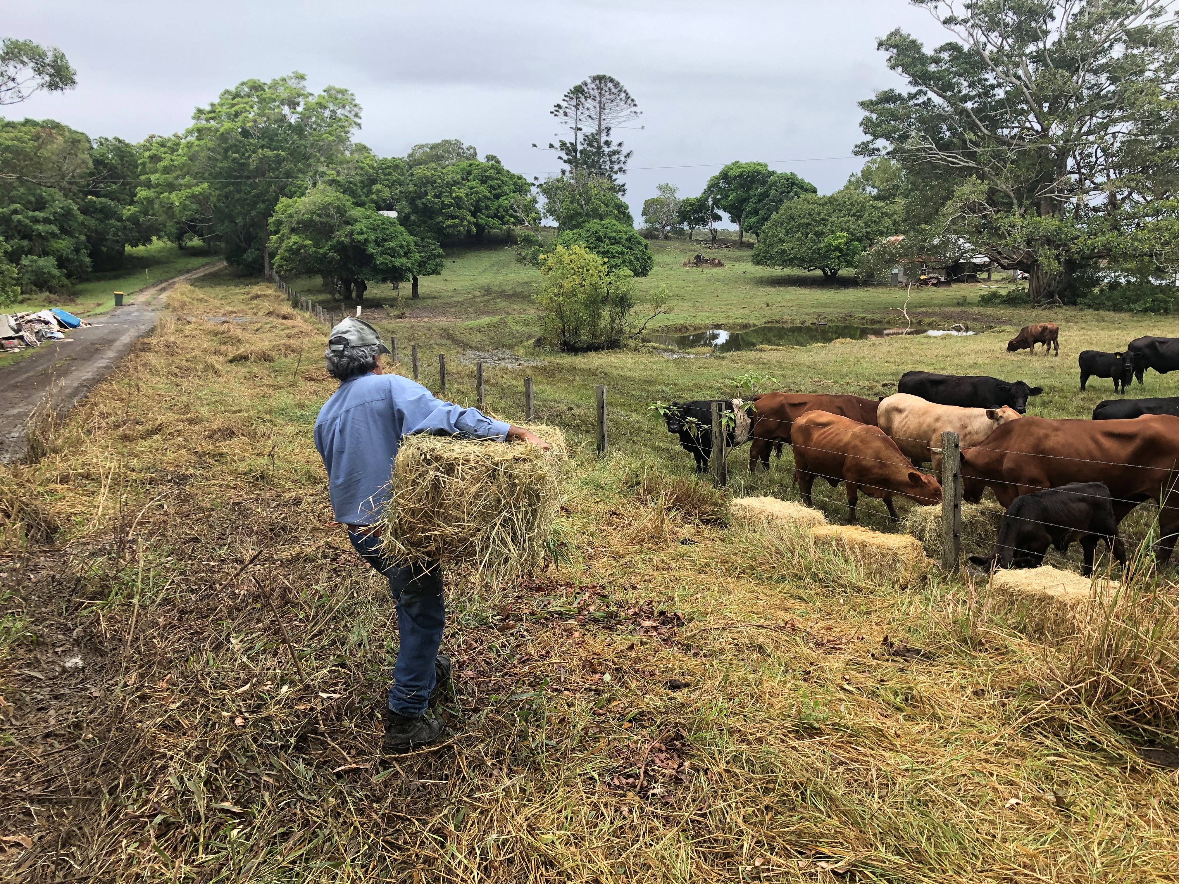 Farmer delivering feed to cows