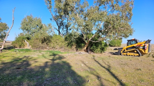 Before boxthorn control in an area immediately adjacent to plains-wanderer habitat. M.Robb