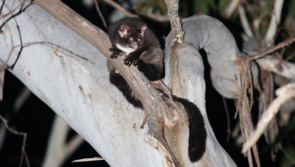 Greater glider in a tree