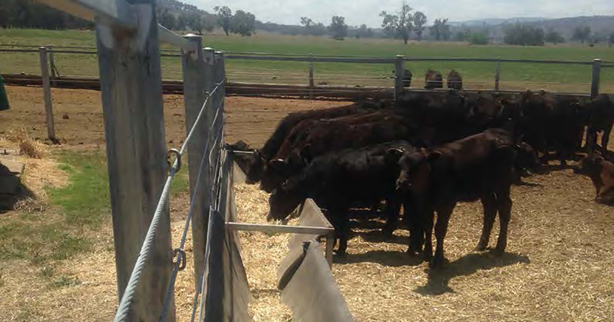 black cattle eating cereal hay at trough in confinement area