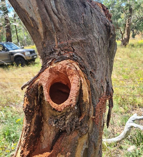 A augmented hollow in a tree