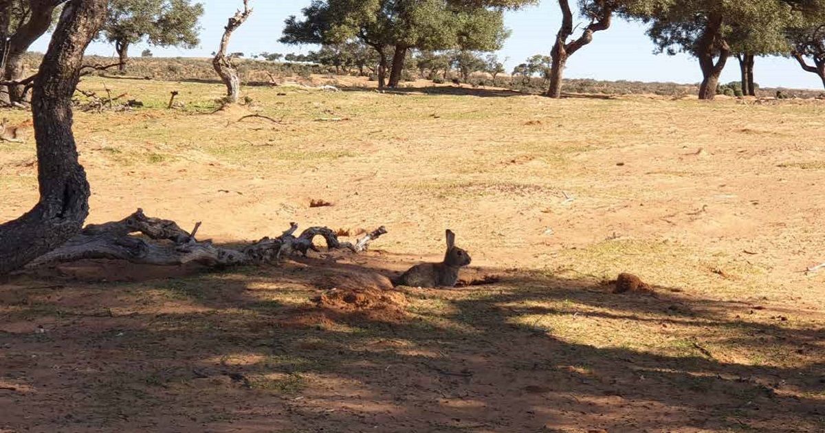 wild rabbit emerging from burrow with evidence of rabbit warrens