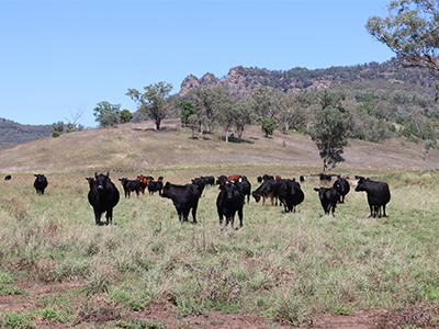 A herd of black and brown cows standing on dry light green sparse grass with a hill in the background. 