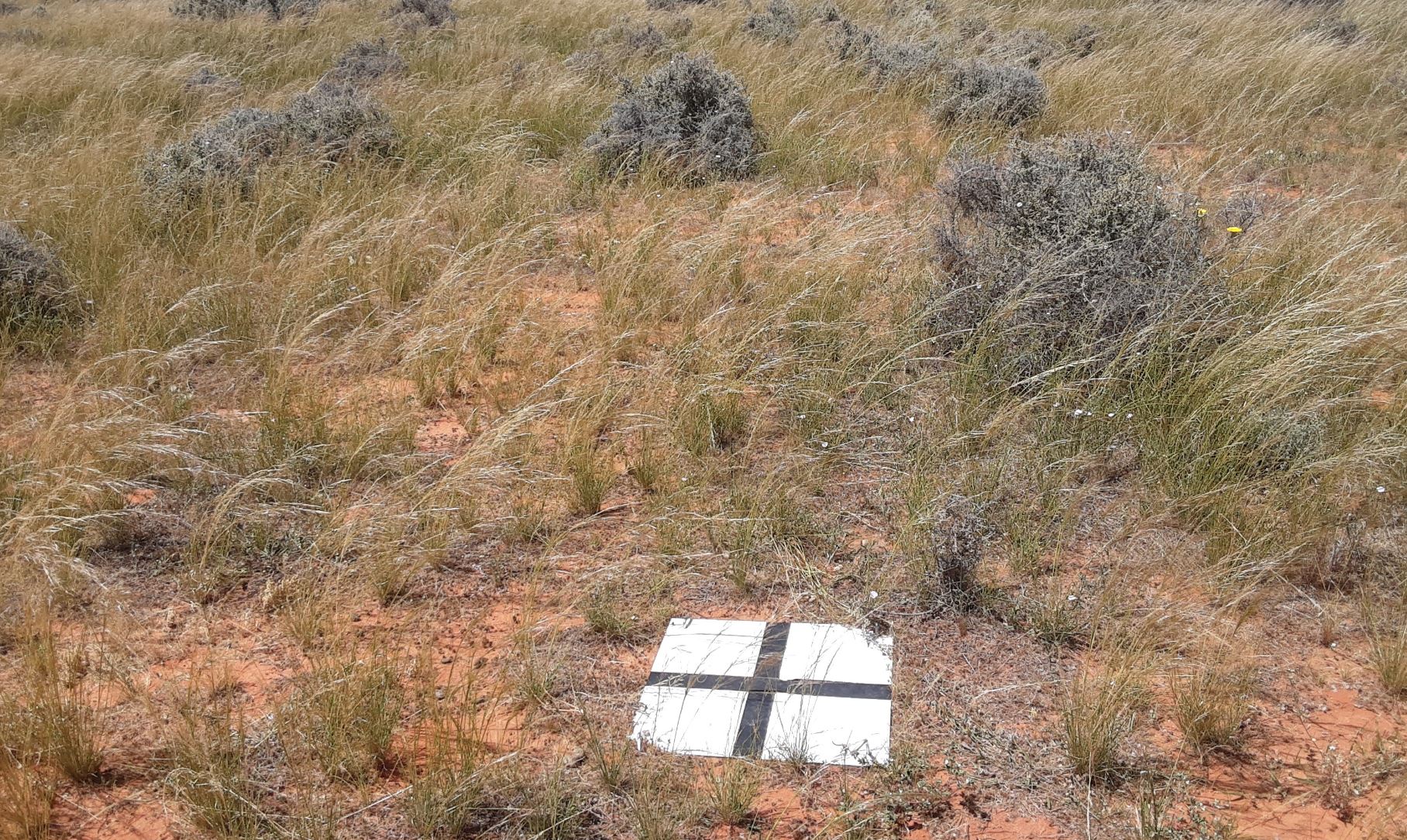 A paddock with patchy grass and a white corflute poster on the ground with a black cross to serve as a monitoring point. 