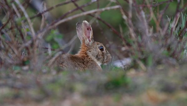 A close up of a rabbit with ears up and blurry surrounds