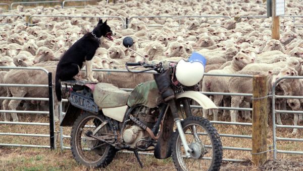 A back dog is sitting on the rear of a motorbike watching over a pen of sheep