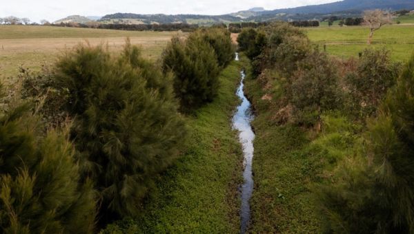 aerial image of stream with lush trees on the banks
