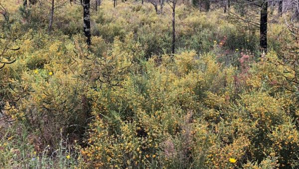 Australian native shrubs