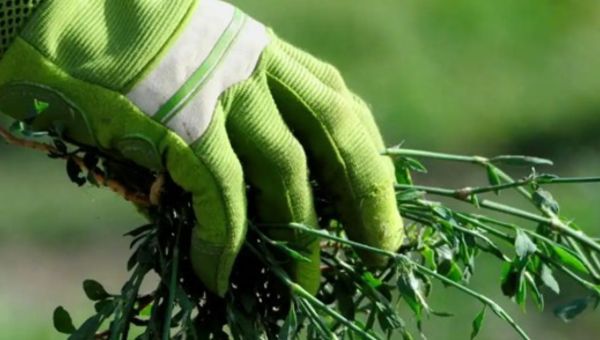 A hand holding weeds