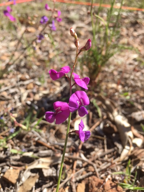 Small purple-pea