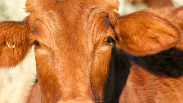 cow