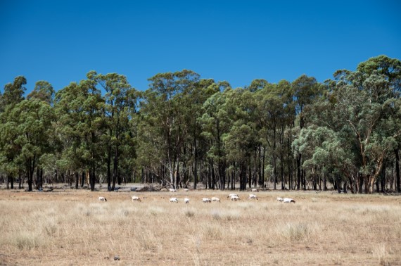 Boer goats browsing in front of the forest.