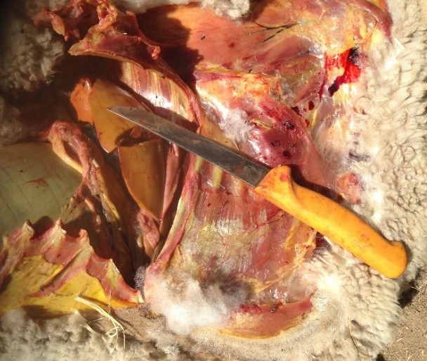 Lamb post mortem with jaundice