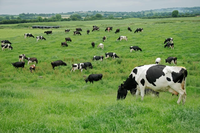 Cattle on lush pasture