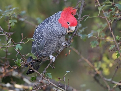 Gang-gang Cockatoo. Photo: Chris Tzaros