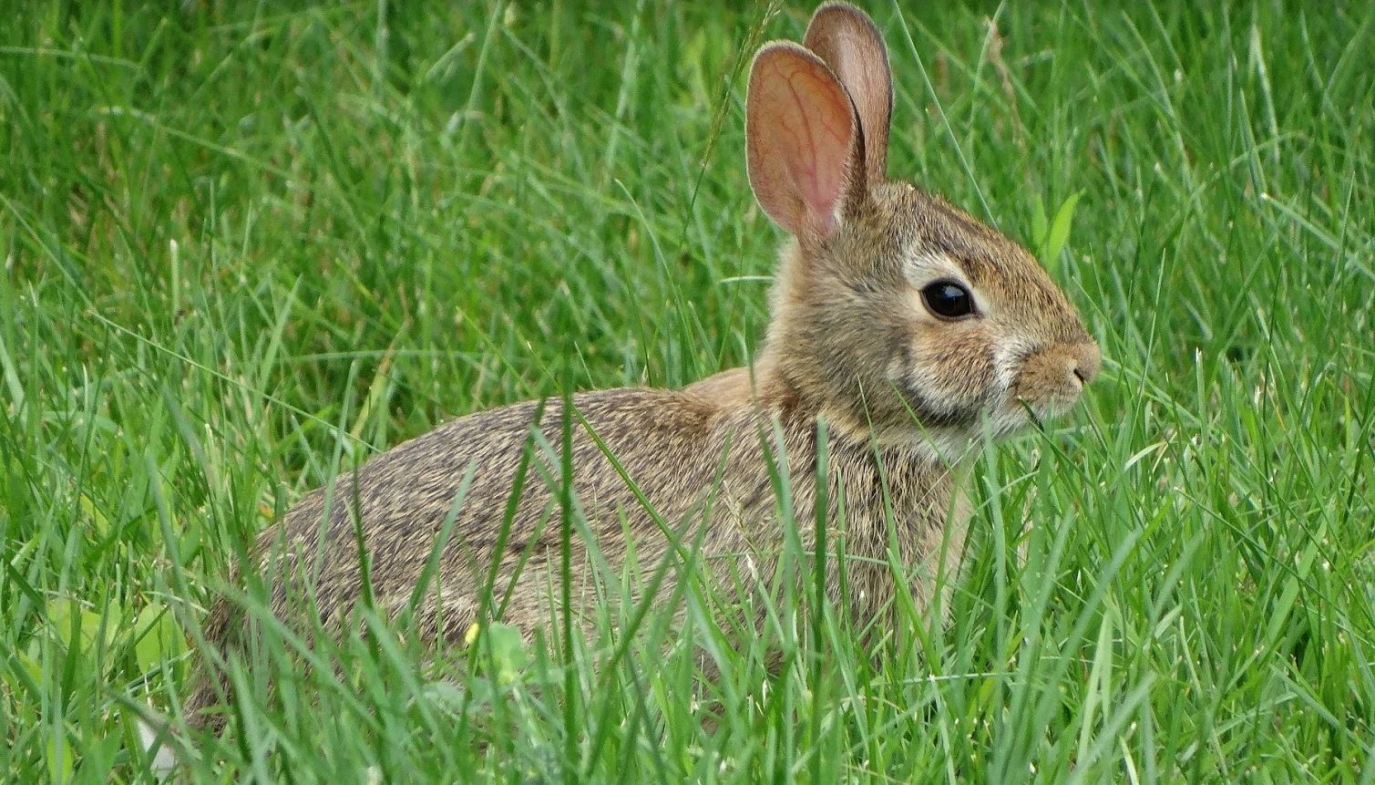 Rabbit in green grass