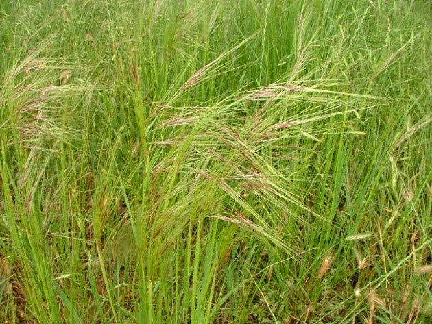 Chilean needlegrass