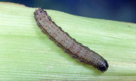 Fall armyworm