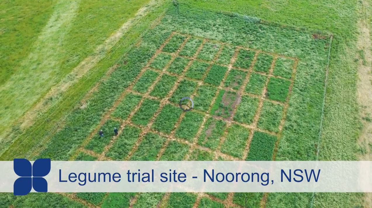 Aerial shot of legume trial site at Noorong, NSW