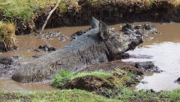 Feral pig