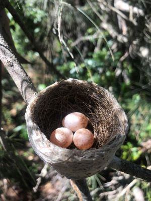 Grey fantail nest - made from allocasuarina leaves and spider web. Example of a cup nest. Photo Dave Smith