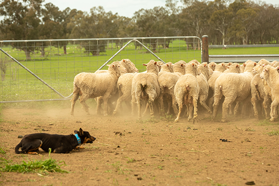 Sheepdog with a mob of sheep