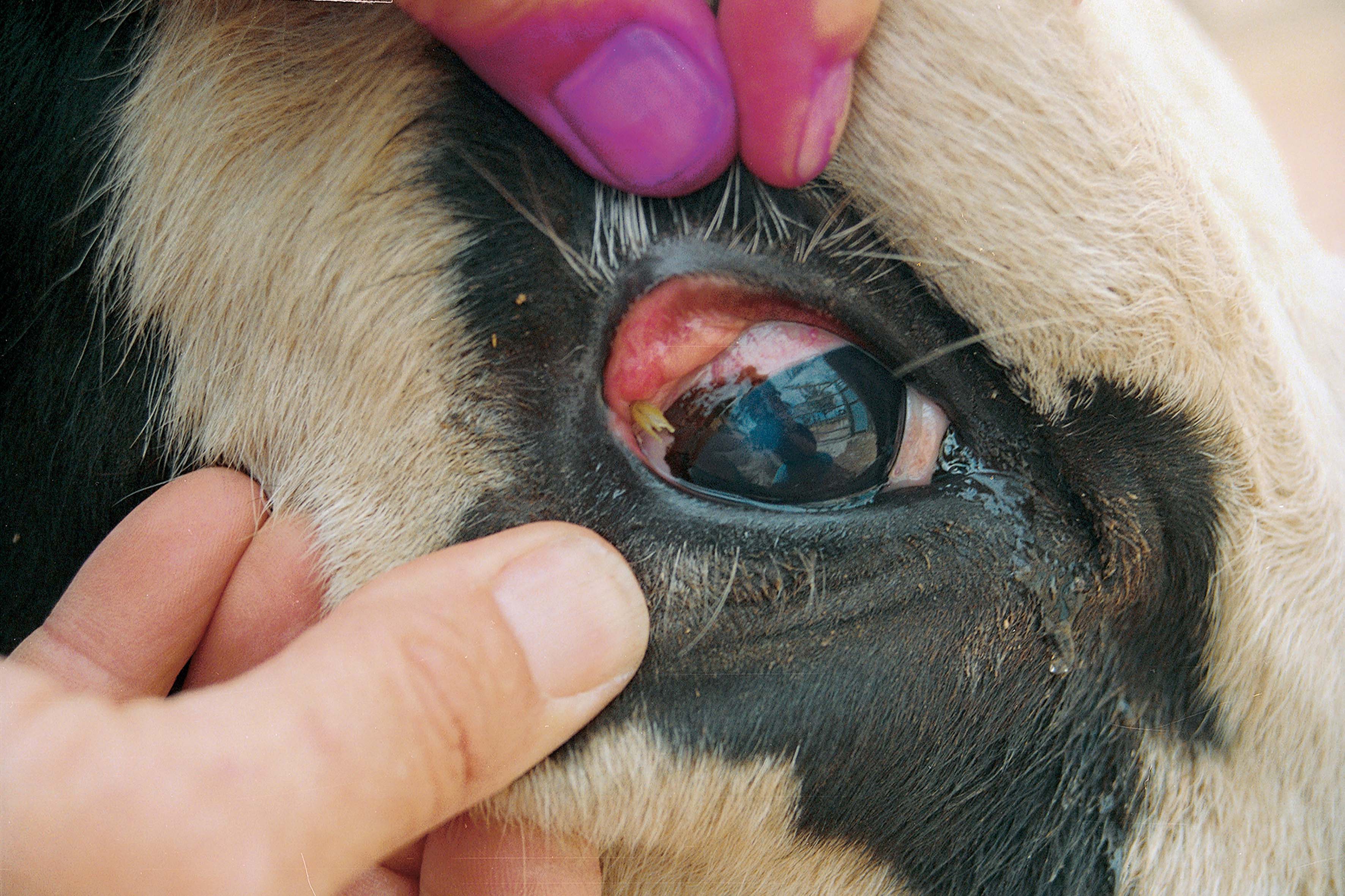 Pinkeye caused from physical irritation from grass seed