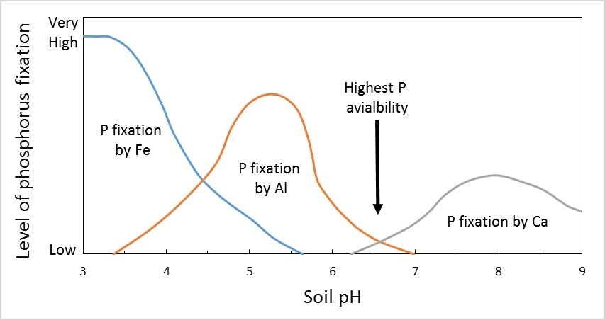 Effects of soil PH on phosphorus diagram