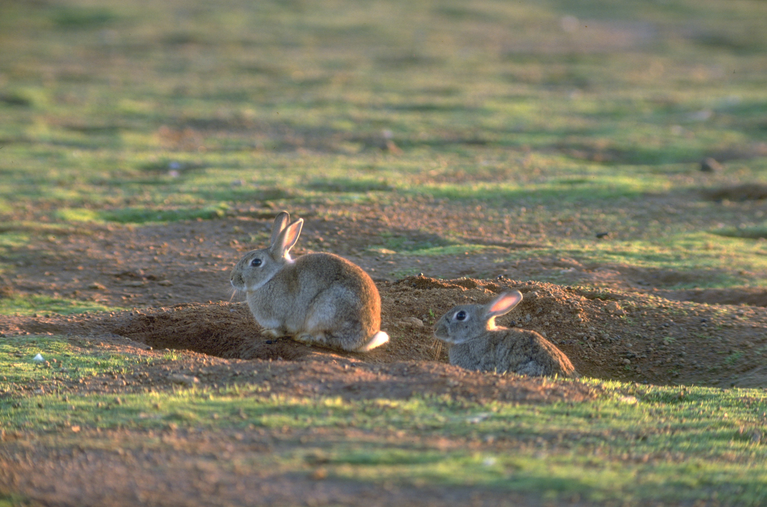 Feral rabbits near a burrow