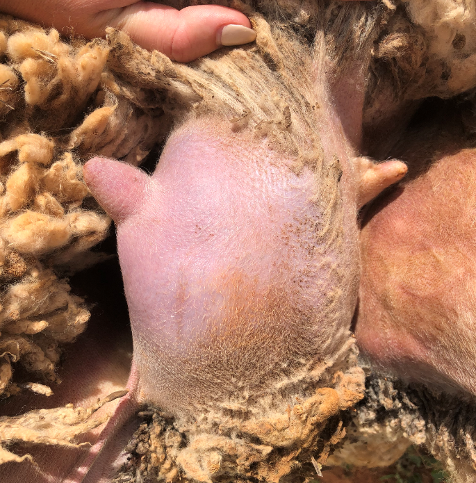 Ewe's udder showing signs of mastitis