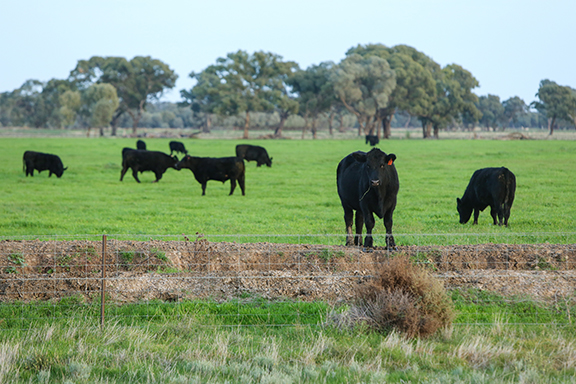 Black cattle on green feed