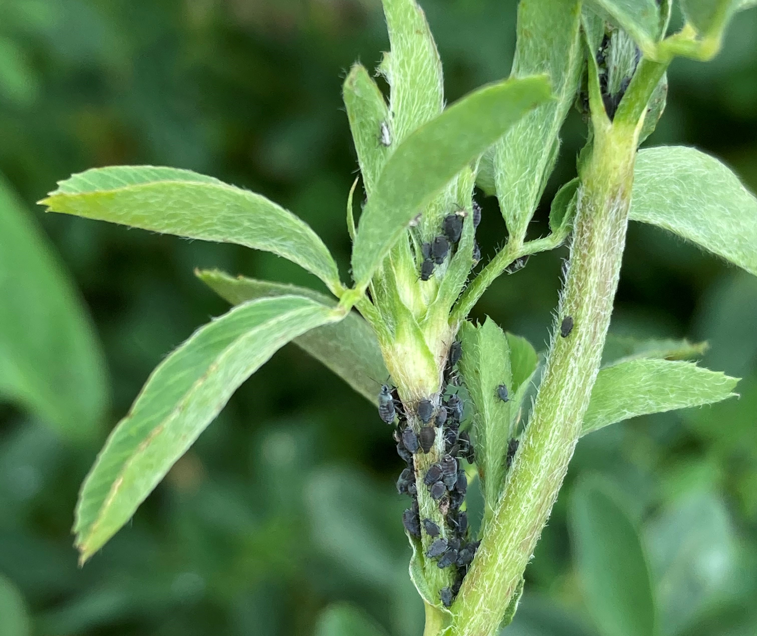 Cowpea aphids are likely to make a return to paddocks on the Monaro this spring Image Jo Powells