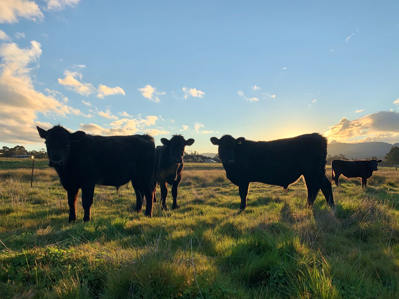 Four black cattle on green grass, backlit by sun