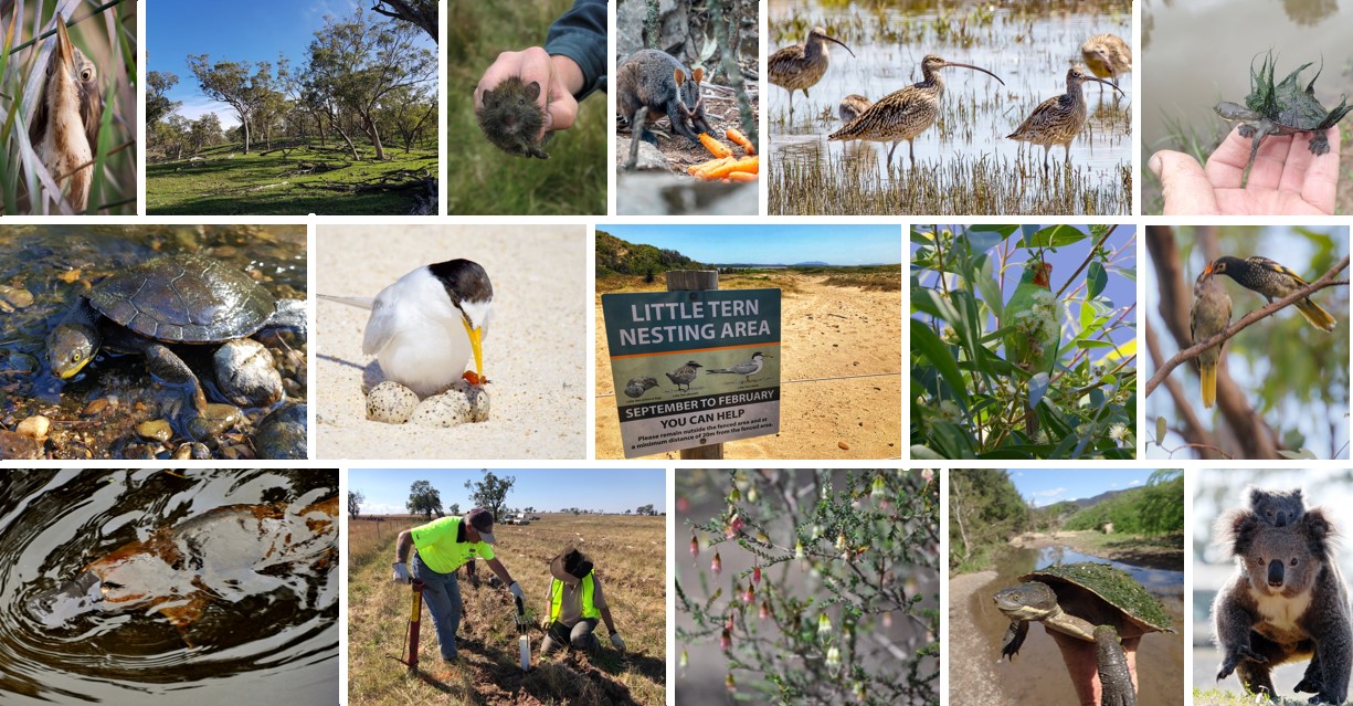 Mosaic of biodiversity images