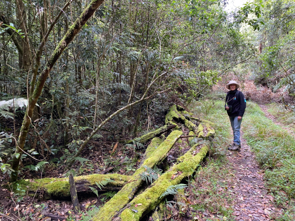 Person standing on a mossy forest track
